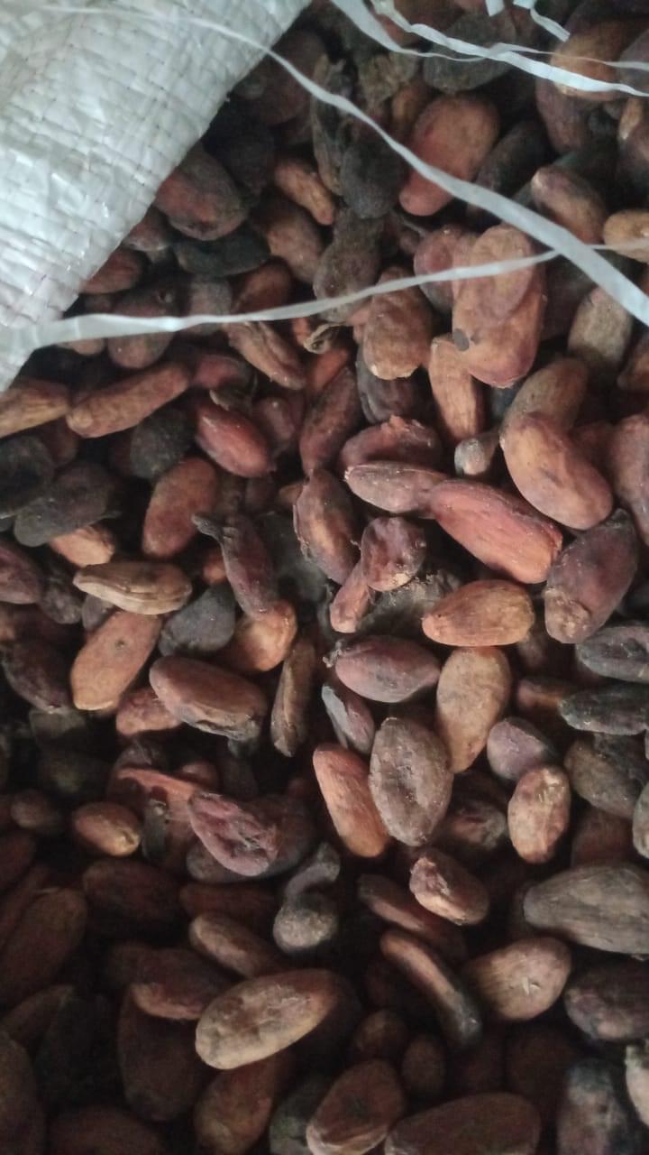 Kakao – Asal Bali dan Nusa Tenggara Barat (NTB) - Image 3