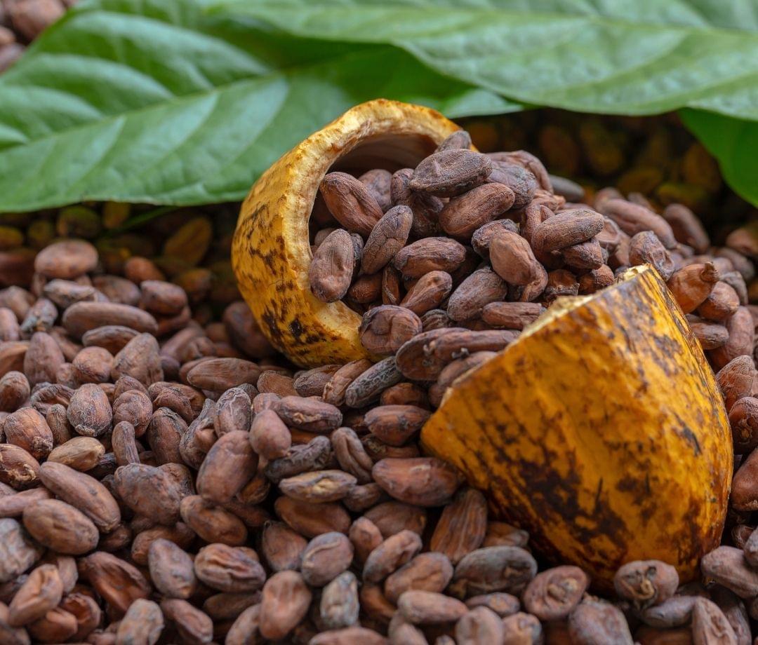 Kakao – Asal Bali dan Nusa Tenggara Barat (NTB)
